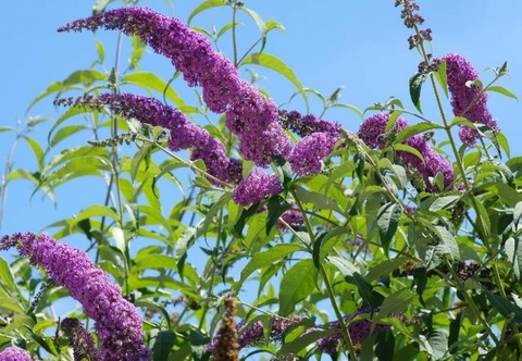 Lutte contre les espèces invasives